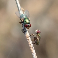 Chrysomya sp. (genus) (A green/blue blowfly) at Dunlop, ACT - 14 Jan 2020 by CathB