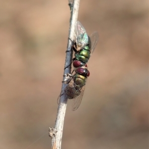 Chrysomya sp. (genus) at Dunlop, ACT - 14 Jan 2020