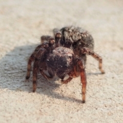 Servaea sp. (genus) (Unidentified Servaea jumping spider) at Dunlop, ACT - 14 Jan 2020 by CathB