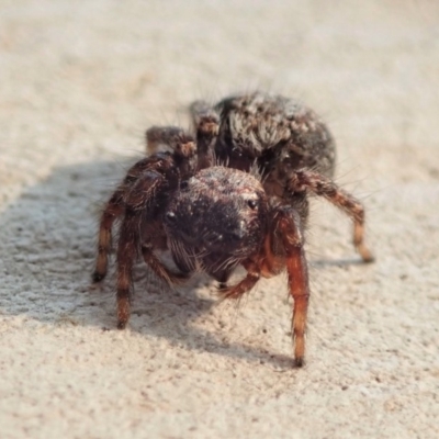 Servaea sp. (genus) (Unidentified Servaea jumping spider) at Aranda Bushland - 13 Jan 2020 by CathB