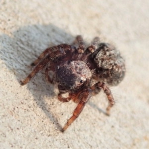 Servaea sp. (genus) at Dunlop, ACT - 14 Jan 2020