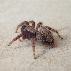 Servaea sp. (genus) at Dunlop, ACT - 14 Jan 2020