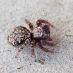 Servaea sp. (genus) at Dunlop, ACT - 14 Jan 2020