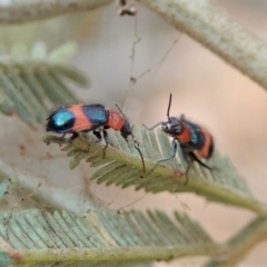 Dicranolaius cinctus (Notched-leg Red & Blue Flower Beetle) at Dunlop, ACT - 14 Jan 2020 by CathB