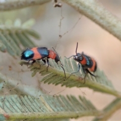 Dicranolaius bellulus (Red and Blue Pollen Beetle) at Aranda Bushland - 13 Jan 2020 by CathB