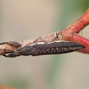 Rhinotia sp. (genus) at Dunlop, ACT - 12 Jan 2020