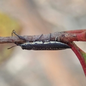 Rhinotia sp. (genus) at Dunlop, ACT - 12 Jan 2020