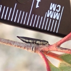 Rhinotia sp. (genus) at Dunlop, ACT - 12 Jan 2020