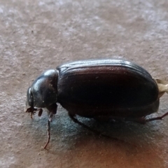 Melolonthinae (subfamily) (Cockchafer) at Parkes, ACT - 4 Dec 2019 by JanetRussell