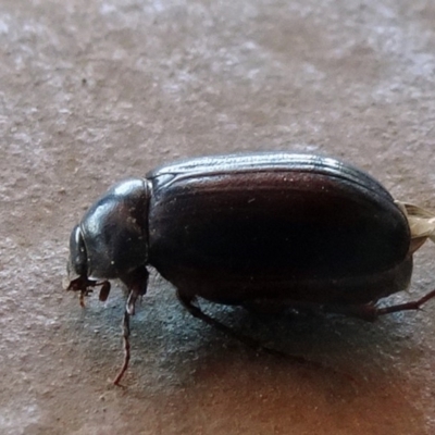 Melolonthinae sp. (subfamily) (Cockchafer) at City Renewal Authority Area - 4 Dec 2019 by JanetRussell