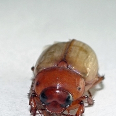 Melolonthinae sp. (subfamily) (Cockchafer) at Parkes, ACT - 20 Dec 2019 by JanetRussell