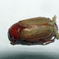 Melolonthinae (subfamily) at Parkes, ACT - 21 Dec 2019 08:13 AM