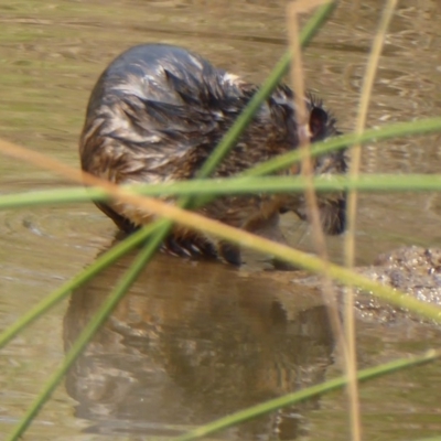 Hydromys chrysogaster (Rakali or Water Rat) at Wallaroo, NSW - 13 Jan 2020 by Christine