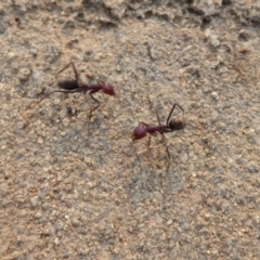 Iridomyrmex purpureus (Meat Ant) at Monash, ACT - 12 Jan 2020 by Christine