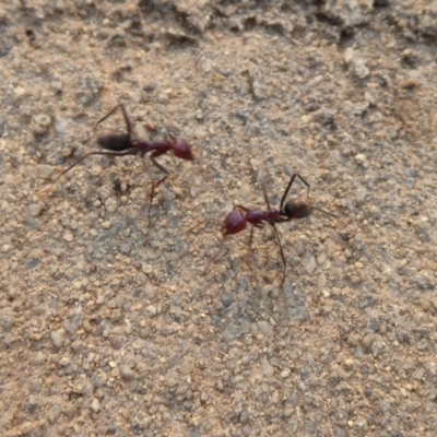 Iridomyrmex purpureus (Meat Ant) at Isabella Pond - 12 Jan 2020 by Christine