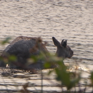 Macropus giganteus at Greenway, ACT - 12 Jan 2020