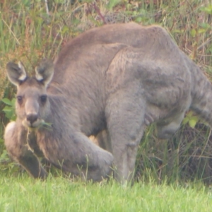 Macropus giganteus at Greenway, ACT - 12 Jan 2020