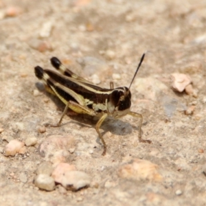 Macrotona australis at Fyshwick, ACT - 13 Jan 2020 12:07 PM