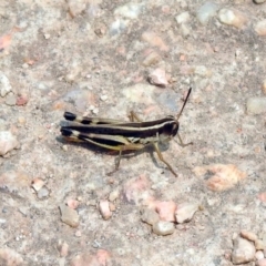 Macrotona australis at Fyshwick, ACT - 13 Jan 2020 12:07 PM