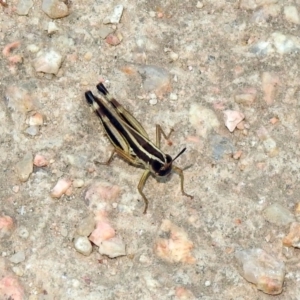 Macrotona australis at Fyshwick, ACT - 13 Jan 2020 12:07 PM