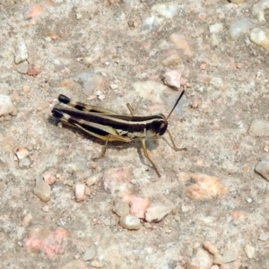 Macrotona australis at Fyshwick, ACT - 13 Jan 2020 12:07 PM