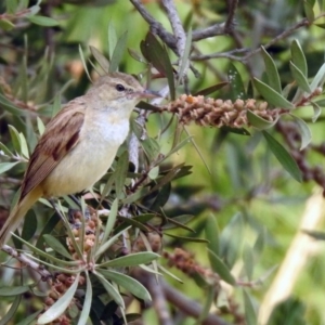 Acrocephalus australis at Fyshwick, ACT - 13 Jan 2020