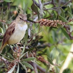 Acrocephalus australis at Fyshwick, ACT - 13 Jan 2020