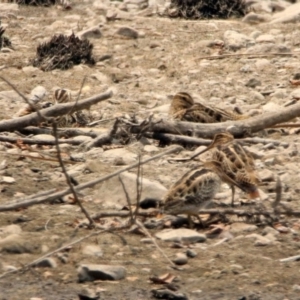 Gallinago hardwickii at Fyshwick, ACT - 13 Jan 2020