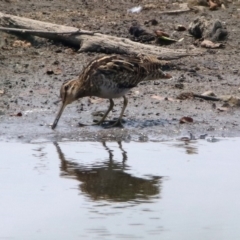 Gallinago hardwickii at Fyshwick, ACT - 13 Jan 2020