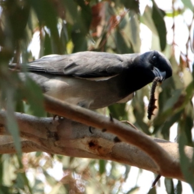 Coracina novaehollandiae (Black-faced Cuckooshrike) at Fyshwick, ACT - 13 Jan 2020 by RodDeb