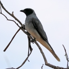 Coracina novaehollandiae at Fyshwick, ACT - 13 Jan 2020