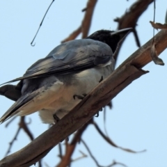 Coracina novaehollandiae at Fyshwick, ACT - 13 Jan 2020