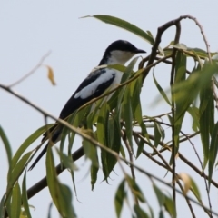Lalage tricolor (White-winged Triller) at Fyshwick, ACT - 13 Jan 2020 by RodDeb