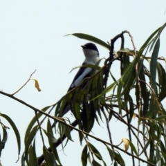 Lalage tricolor at Fyshwick, ACT - 13 Jan 2020