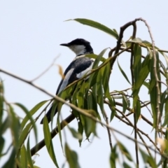 Lalage tricolor at Fyshwick, ACT - 13 Jan 2020