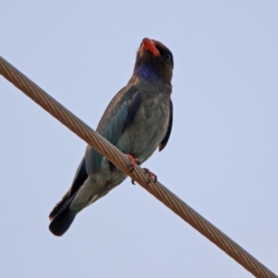 Eurystomus orientalis (Dollarbird) at Fyshwick, ACT - 13 Jan 2020 by RodDeb