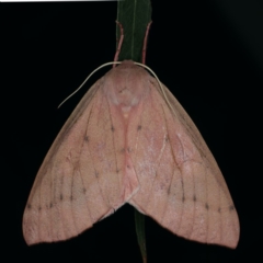 Arhodia lasiocamparia (Pink Arhodia) at Ainslie, ACT - 13 Jan 2020 by jbromilow50