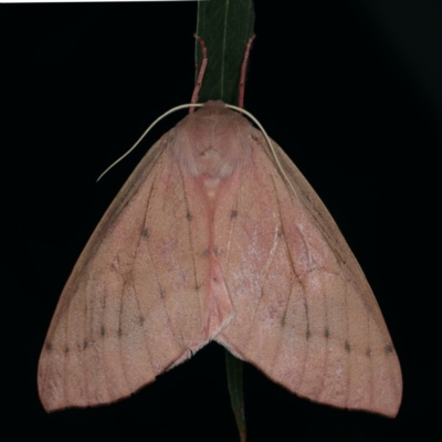 Arhodia lasiocamparia (Pink Arhodia) at Ainslie, ACT - 13 Jan 2020 by jbromilow50