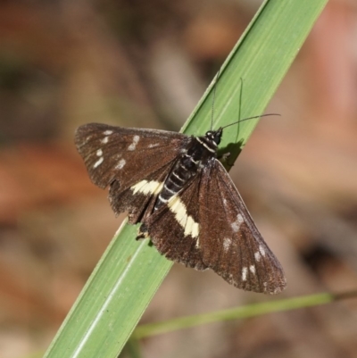 Cruria synopla (Forest Day-moth) at Shoalhaven Heads Bushcare - 16 Mar 2018 by gerringongTB