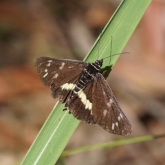 Cruria synopla (Forest Day-moth) at Shoalhaven Heads Bushcare - 16 Mar 2018 by gerringongTB