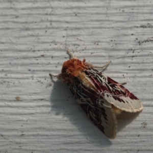 Spodoptera picta at Berry, NSW - 16 Mar 2018 12:14 PM