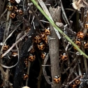 Coccinella transversalis at Basin View, NSW - 25 Jan 2020