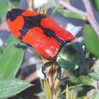 Castiarina deyrollei (A jewel beetle) at Paddys River, ACT - 30 Dec 2019 by Harrisi