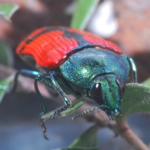 Castiarina deyrollei at Tharwa, ACT - 30 Dec 2019 04:57 PM