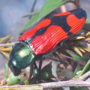 Castiarina deyrollei at Tharwa, ACT - 30 Dec 2019 04:57 PM