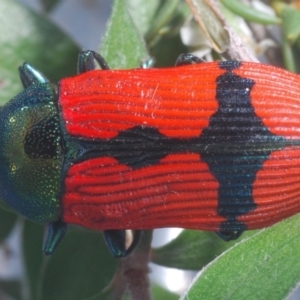 Castiarina deyrollei at Tharwa, ACT - 30 Dec 2019 04:57 PM