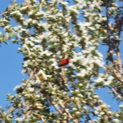 Castiarina deyrollei at Tharwa, ACT - 30 Dec 2019