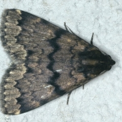 Mormoscopa phricozona (A Herminiid Moth) at Ainslie, ACT - 13 Jan 2020 by jbromilow50