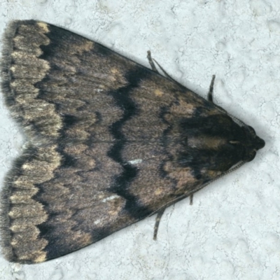 Mormoscopa phricozona (An Erebid Moth (Herminiinae) at Ainslie, ACT - 13 Jan 2020 by jbromilow50