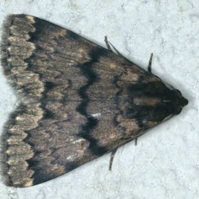 Mormoscopa phricozona (A Herminiid Moth) at Ainslie, ACT - 13 Jan 2020 by jb2602